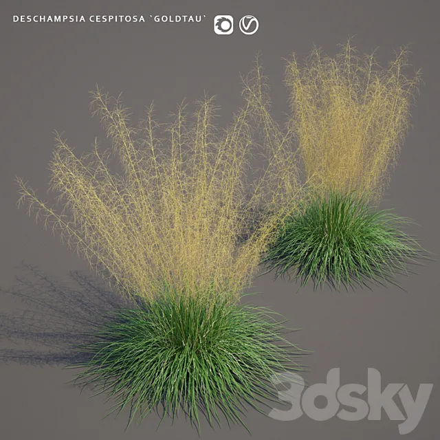 Pike turfy Lugovik | Deschampsia cespitosa goldtau 3DS Max Model