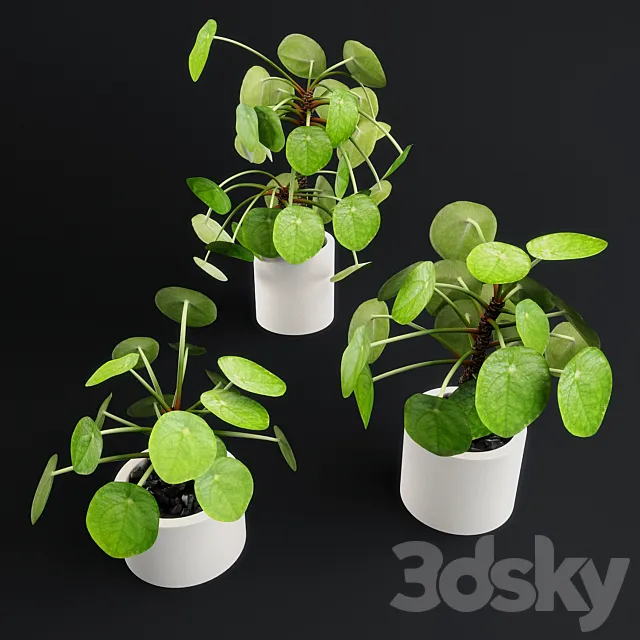 Pilea Peperomioides – Chinese money plant 3DSMax File