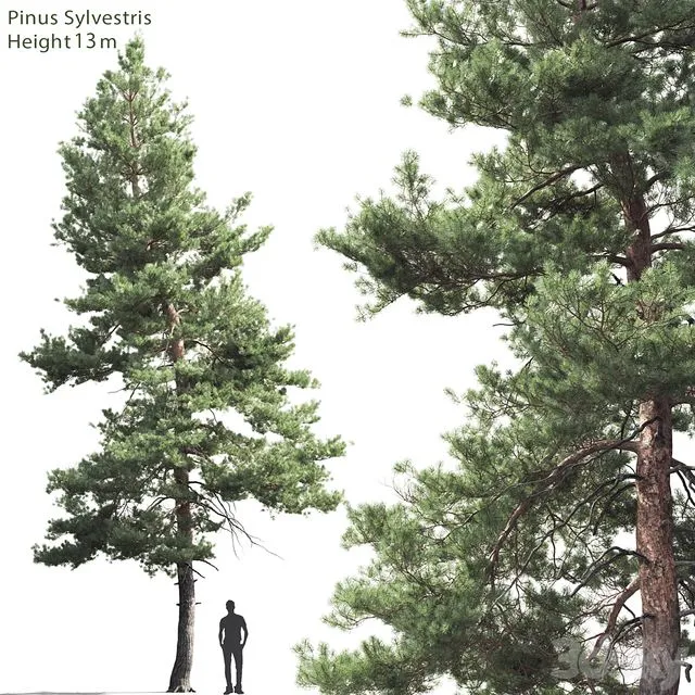 Pine 13 m 3dsMax Model