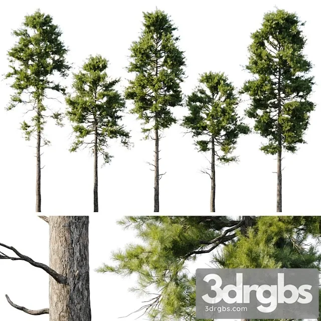 Pine 18m and 12m 3dsmax Download