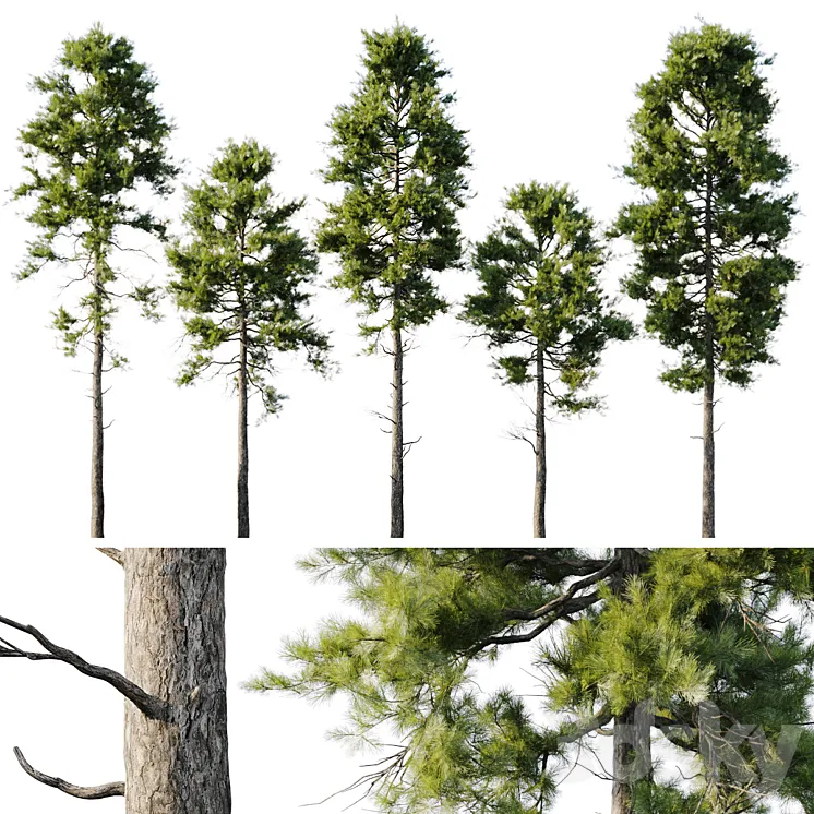 Pine 18m and 12m 3DS Max