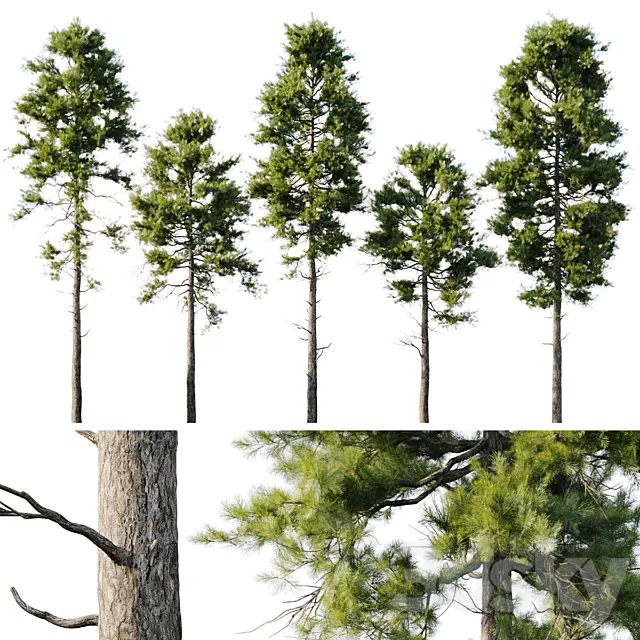 Pine 18m and 12m 3dsMax Model