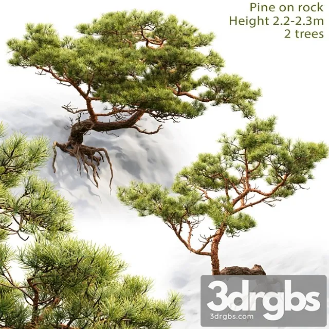 Pine 19 3dsmax Download