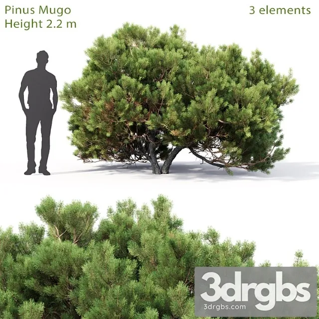 Pine 3dsmax Download