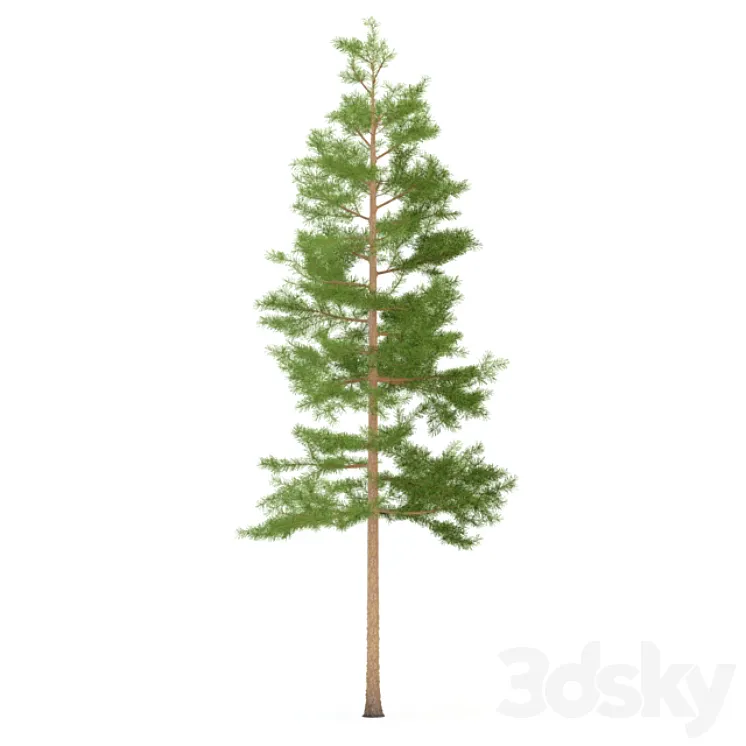 Pine 3DS Max