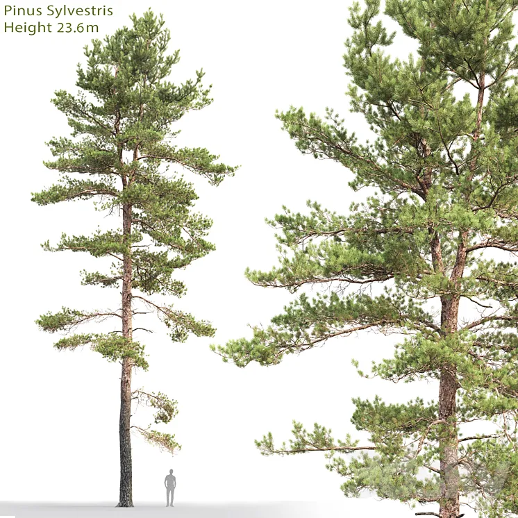 Pine 3DS Max