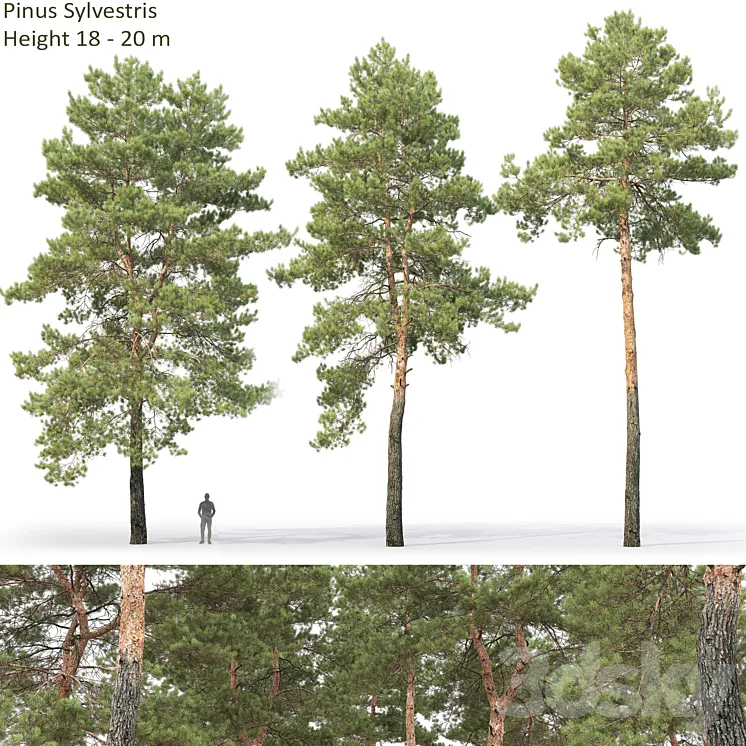 Pine 3DS Max