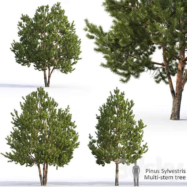 Pine 3ds Max