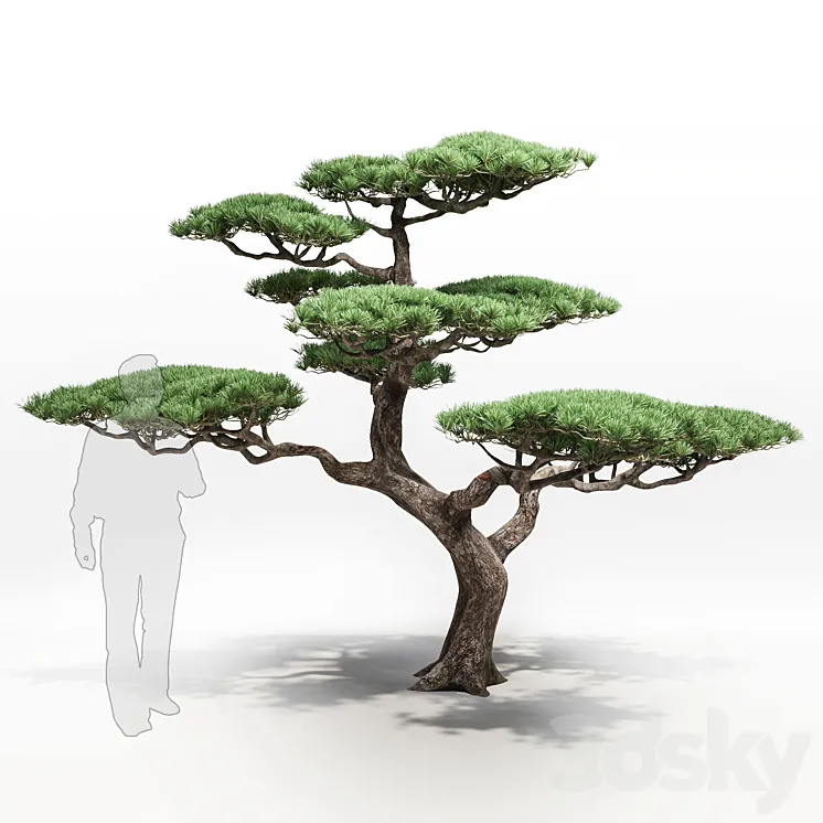 pine 3DS Max