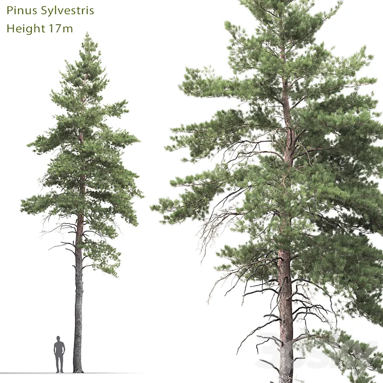 Pine 3DS Max