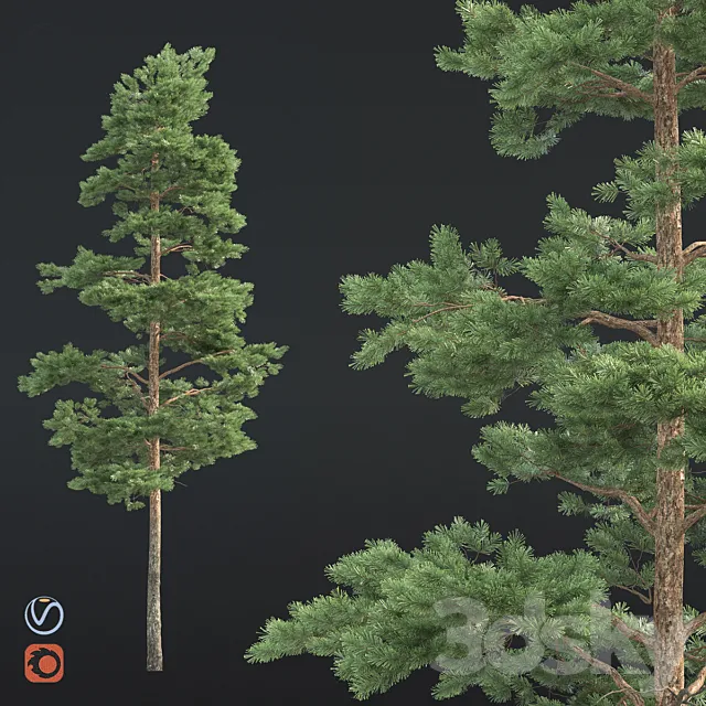 Pine 3DS Max Model