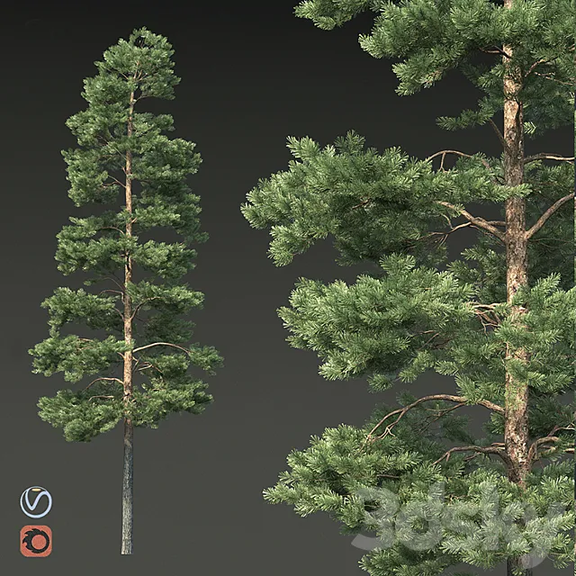 Pine 3DS Max Model