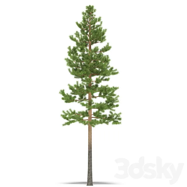 Pine 3DS Max Model