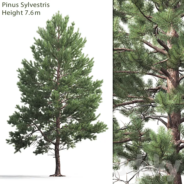 Pine 3DSMax File
