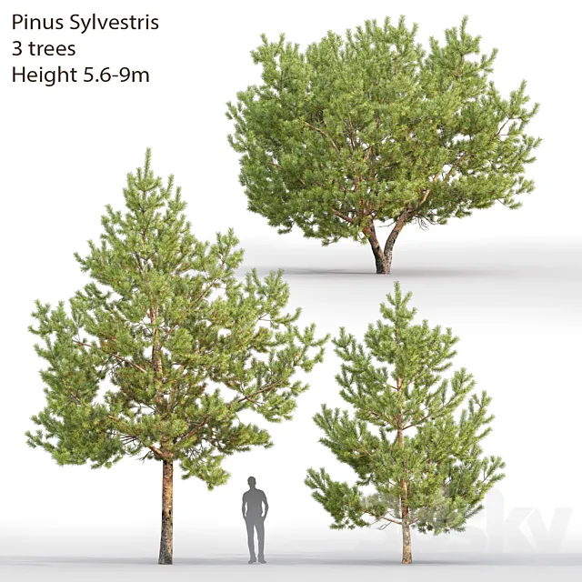 Pine 3DSMax File