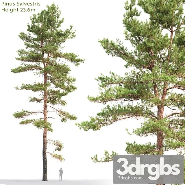 Pine 52 3dsmax Download