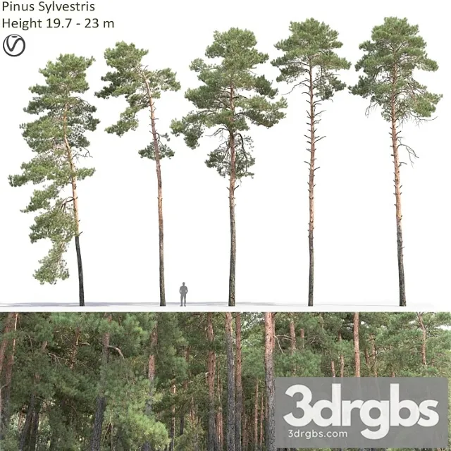 Pine 65 3dsmax Download