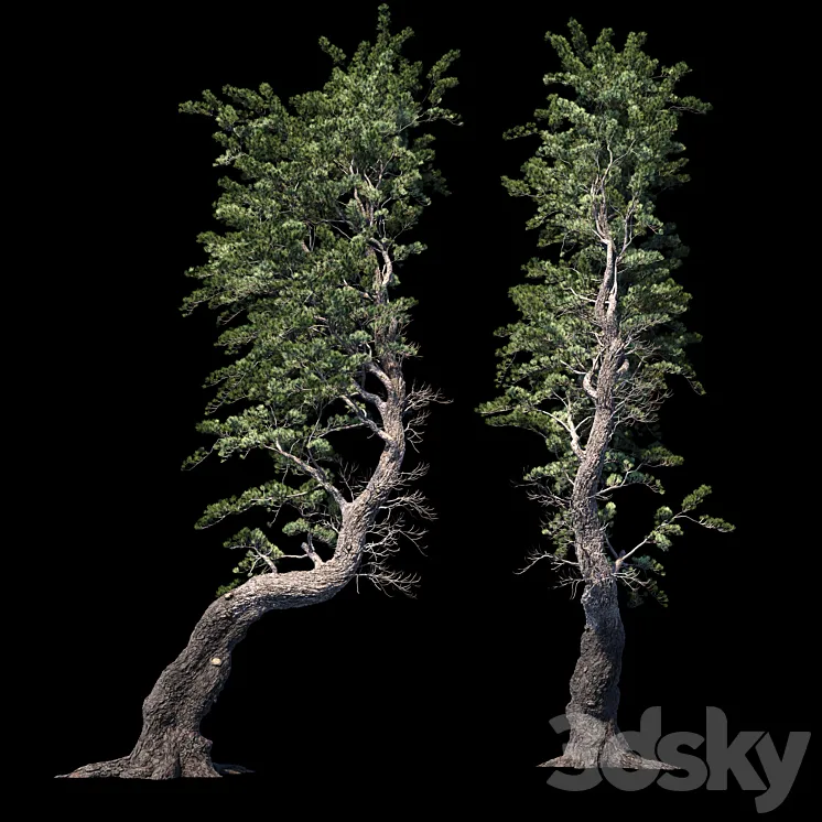 Pine Aleppo (Jerusalem) 3DS Max