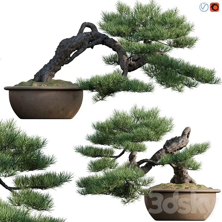 Pine bonsai 03 3DS Max Model