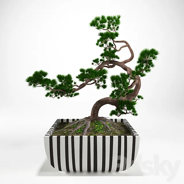 Pine bonsai 3ds Max