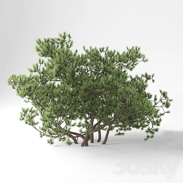 Pine Mountain Pumilio 3DS Max Model