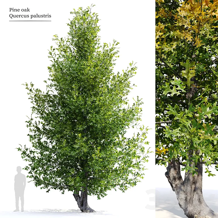 Pine oak tree 3DS Max Model