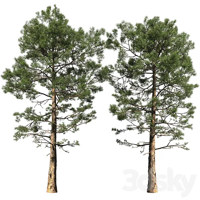 Pine | Pinus # 002 (16.5m) 3ds Max