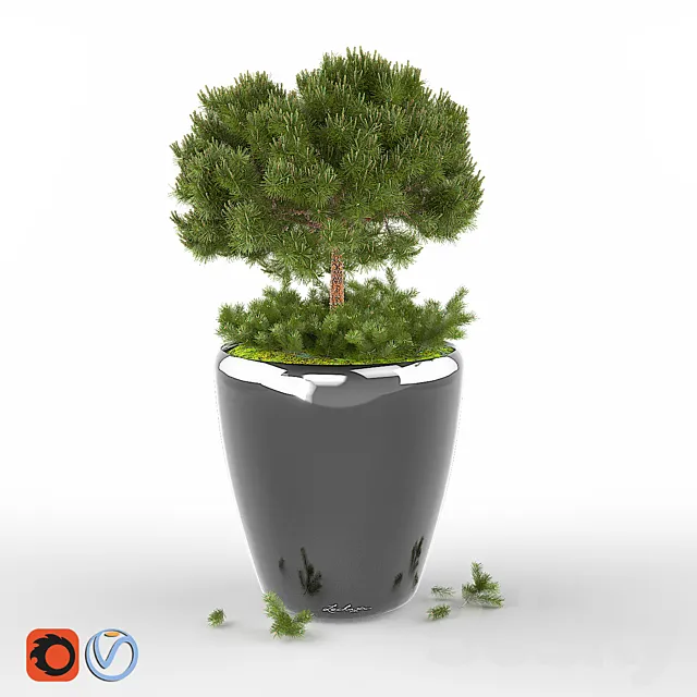 Pine Pumilio 3ds Max