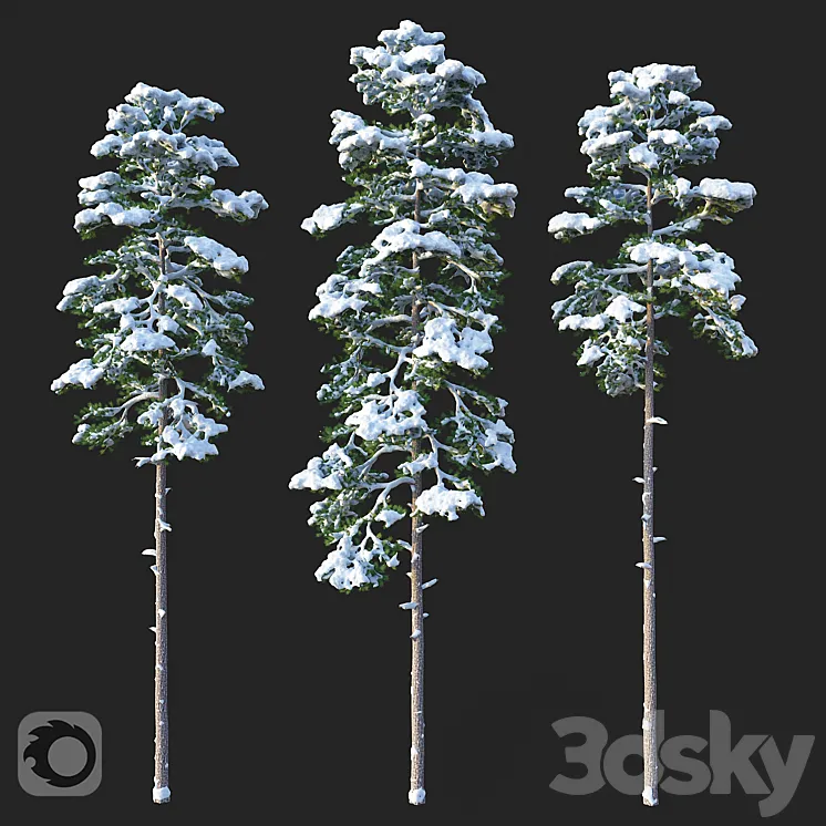 Pine. Set 02. Snow version 3DS Max