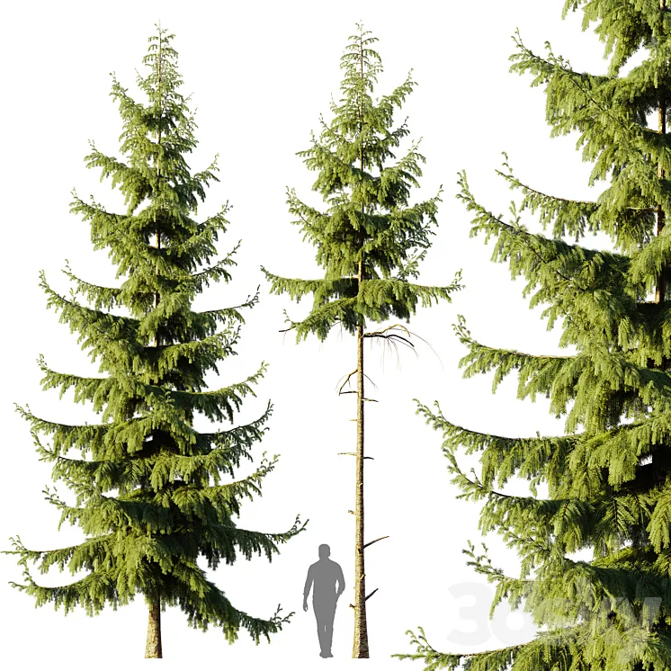 Pine Spruce 3DS Max