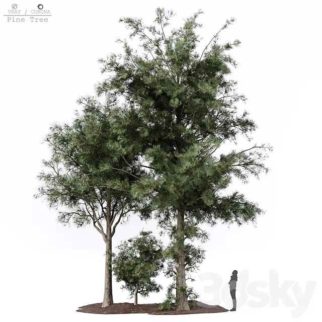 Pine tree 3ds Max