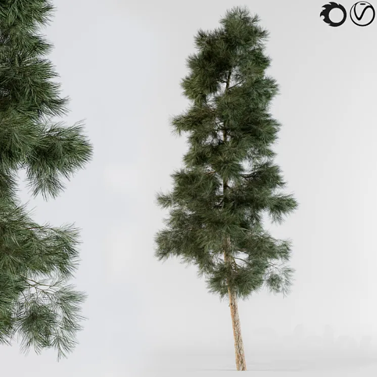 Pine tree 3DS Max