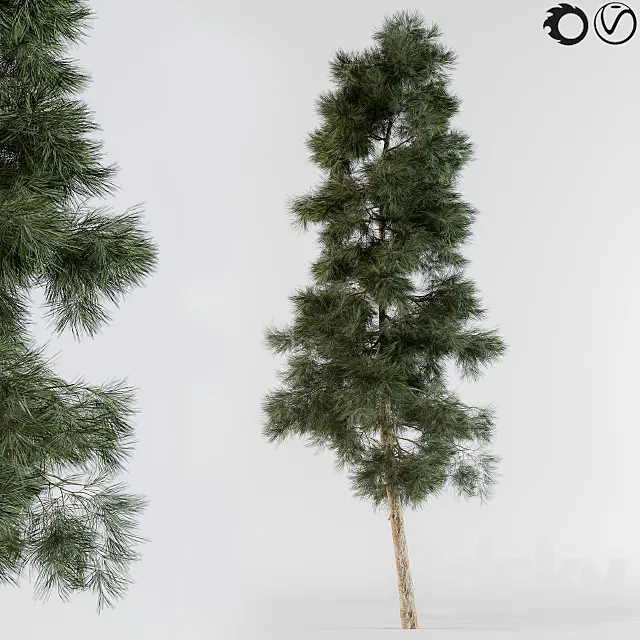 Pine tree 3DSMax File