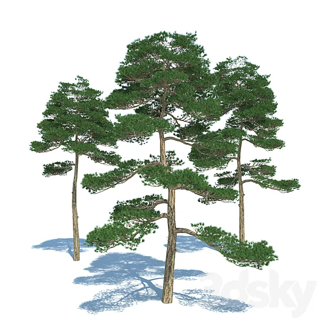 Pine tree – set 3 3ds Max