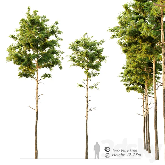 Pine tree_9 3DSMax File