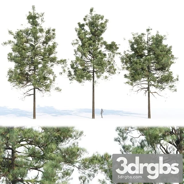 Pine Trees Collection Vol 11 3dsmax Download