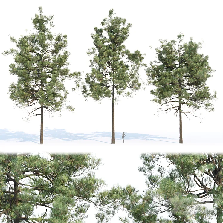 pine trees collection vol 11 3DS Max Model