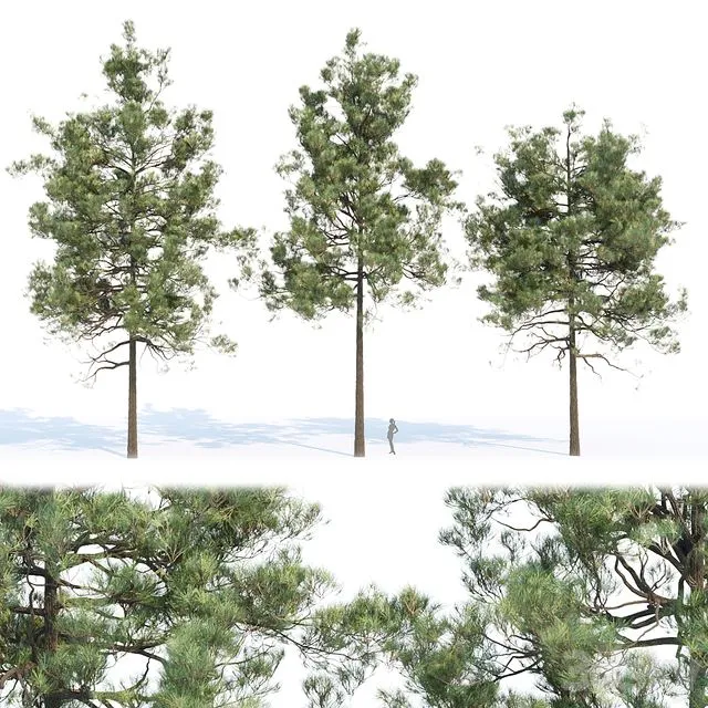 pine trees collection vol 11 3dsMax Model