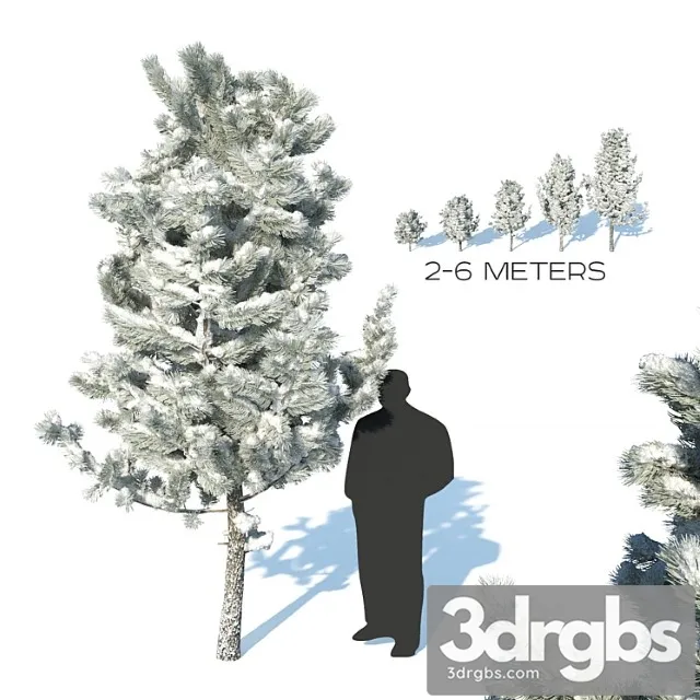 Pine Trees In The Snow 3dsmax Download