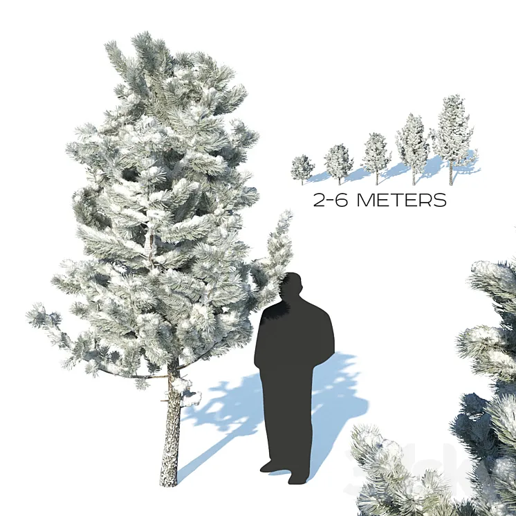 Pine trees in the snow 3DS Max