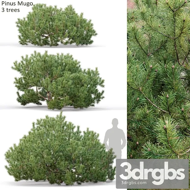 Pine_1