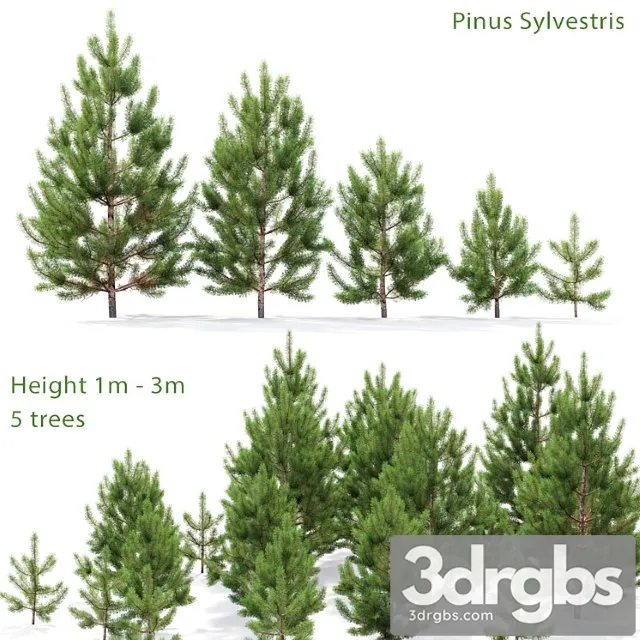 Pine_10