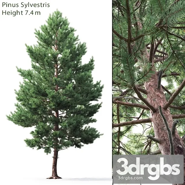 Pine_1_2