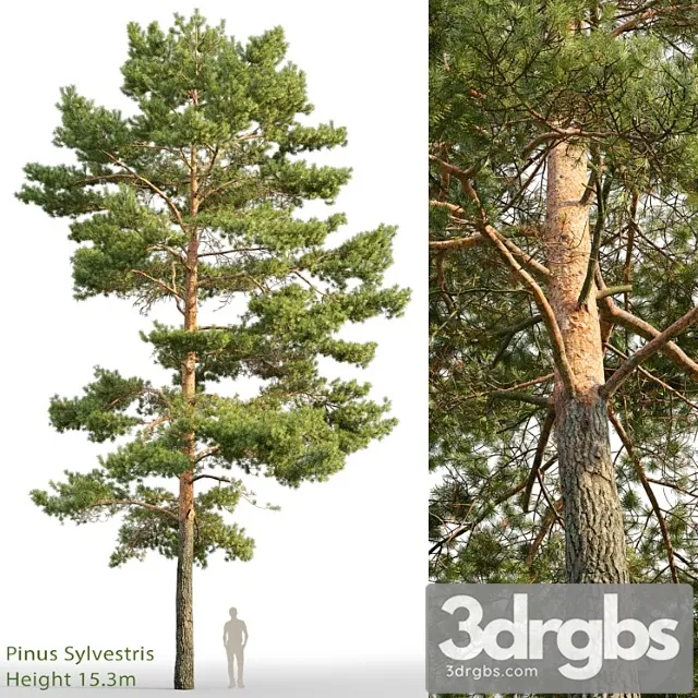 Pine_1_4