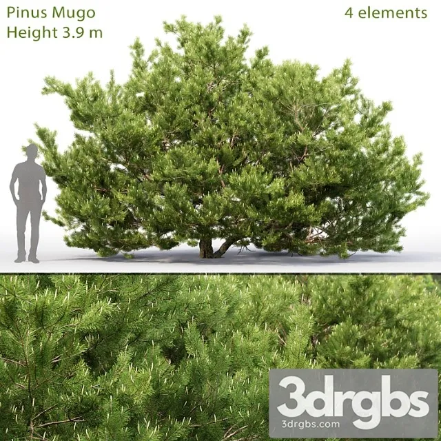 Pine_2