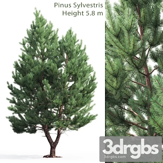 Pine_222