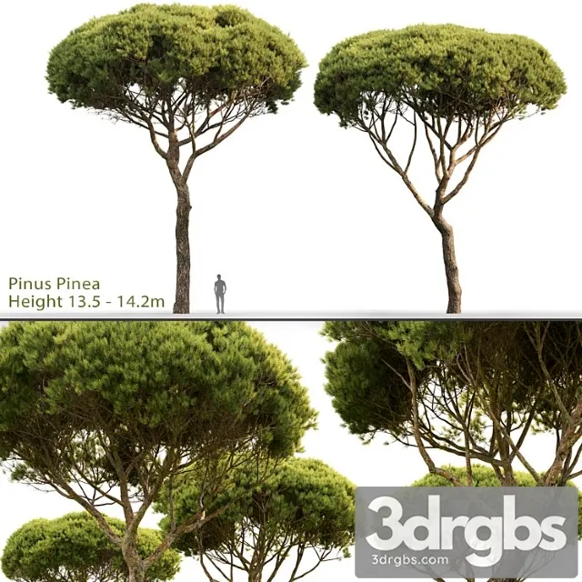 Pine_222_3