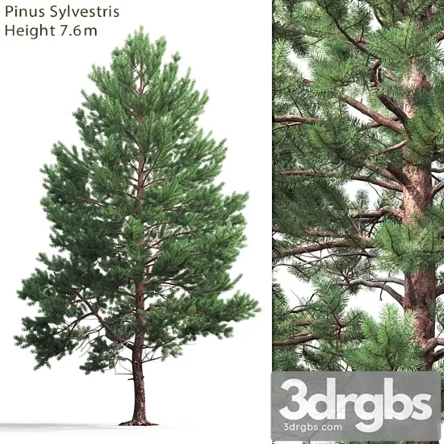 Pine_2_2