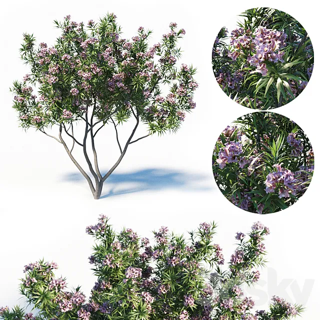 Pink Dawn Tree (Chitalpa Tashkentensis) 3DSMax File