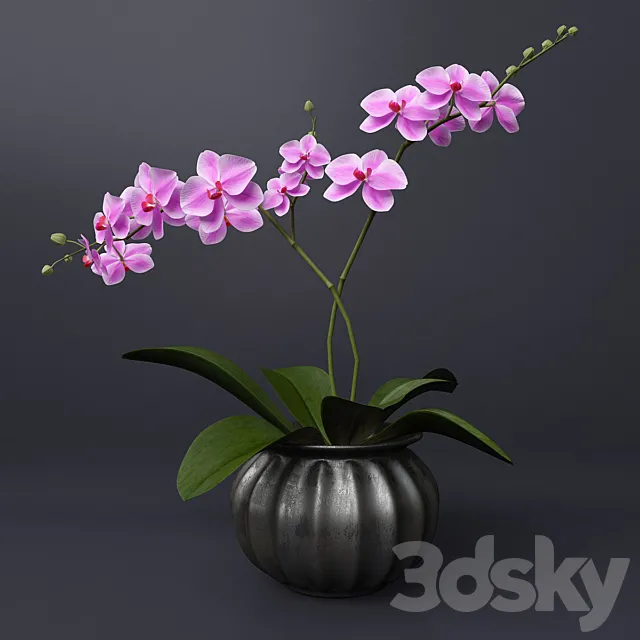 Pink orchid 3ds Max